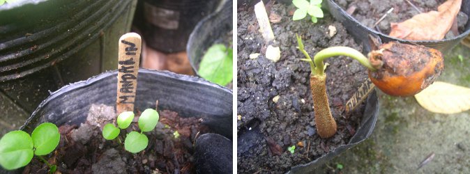 Images of Mandarin seedlings and Still
        sprouting Durian