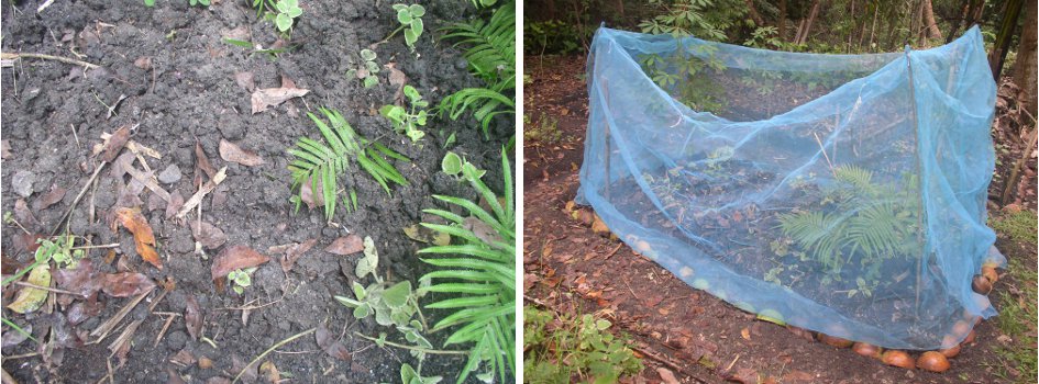 Images of newly
        sown patch with netting