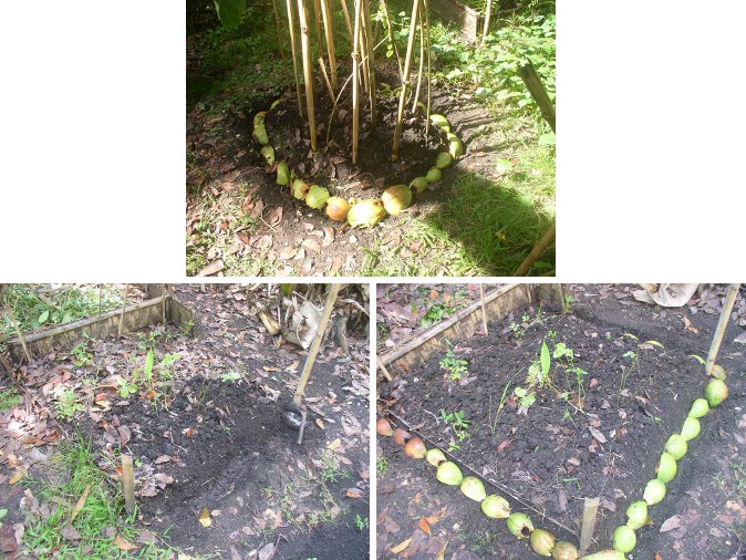 Images
of growing plots being prepared
