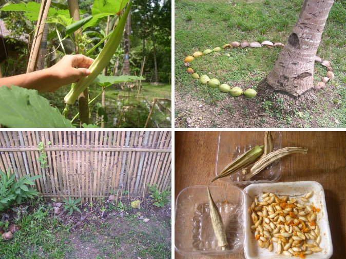 Images of Okra seeds and fences