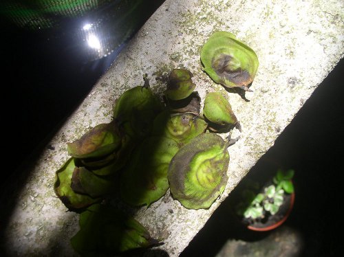 Narra seeds
        collected from Banana patch