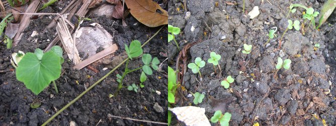 Images of newly planted Seedlings