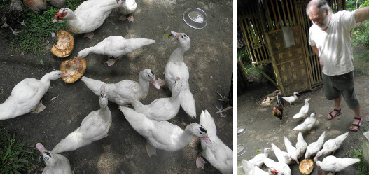 Images of growing Muscovy ducks