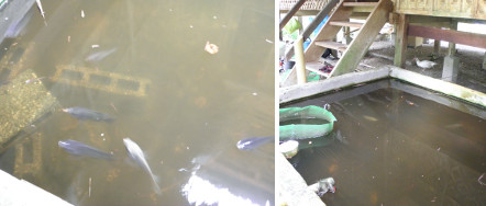Images of fish pond