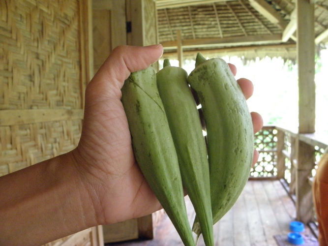 Image of Okra from garden