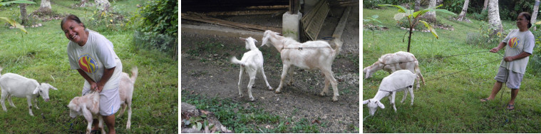 Images of Penny with our two goats