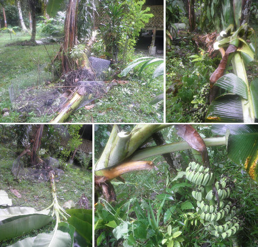 Images of Fallen Banana Trees