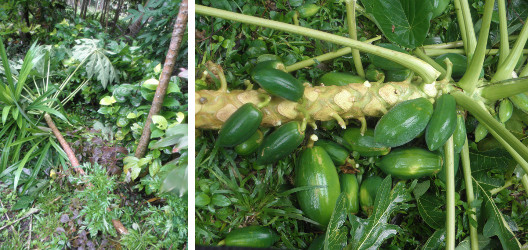 Images of fallen Papaya tree with
        fruit