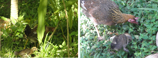 Images of mother with one surviving chick from batch of
        five