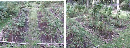 Images of Vegetable Patches tidied up after storm