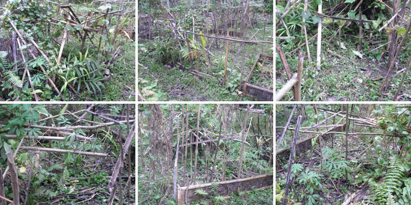 Images of newly cleared garden patch -sown with
        mixture of beans and gourds