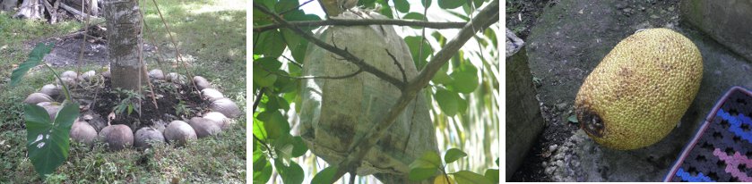 Images of Jack
        Fruit Tree