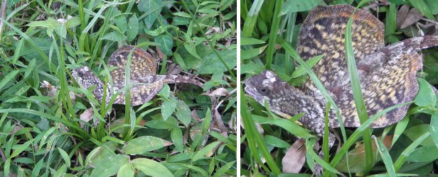 Images of Flying
        Lizard in the grass.