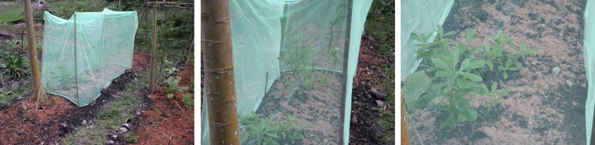 Images of Mosquito
        net used as anti-chicken device