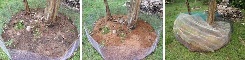 Images of seeding a new garden patch