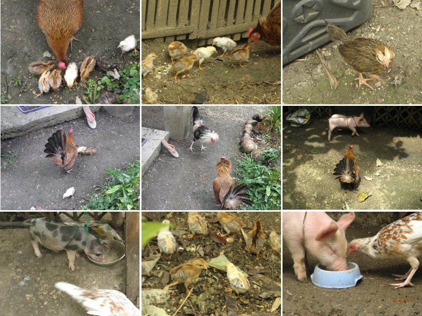 Images of mother
          hen showing young chicks the world in which they live