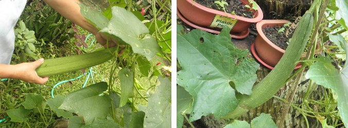 Images of a patola being picked and another still
        growing