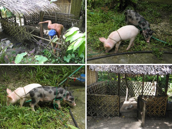 Images of piglets taking a holiday while the pig
        pen is renovated