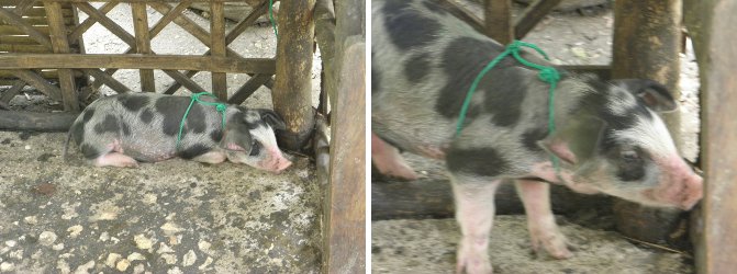 Images of young (spekled) piglet