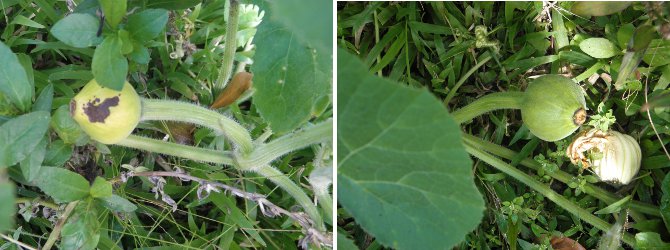 Images of young
        squash -one dying the other growing