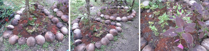 Images of two cleaned up mini-gardens under
        Lanzones trees