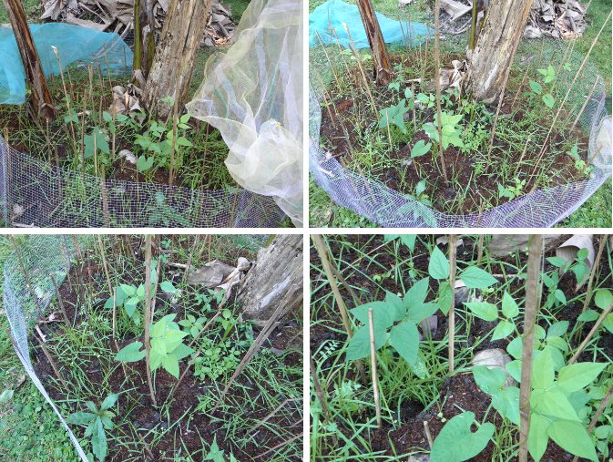 Images of an "unveiled" anti-chicken
        garden area under a banana tree