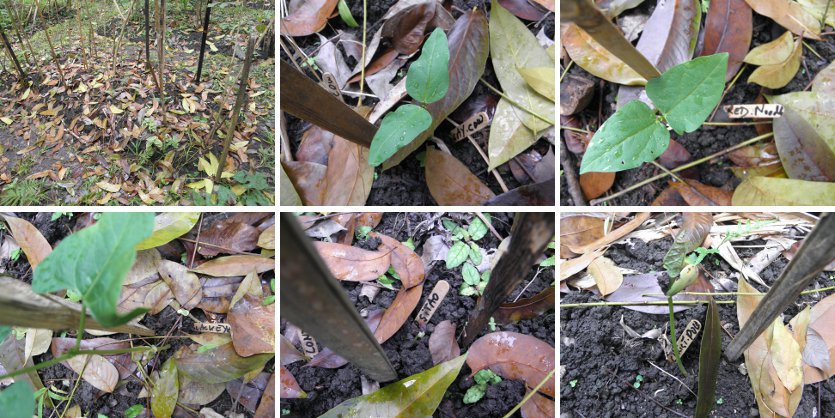 Images of recently
        planted beans sprouting