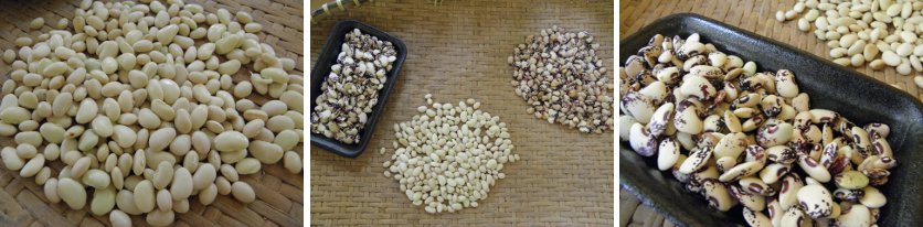 images of beans collected from the garden