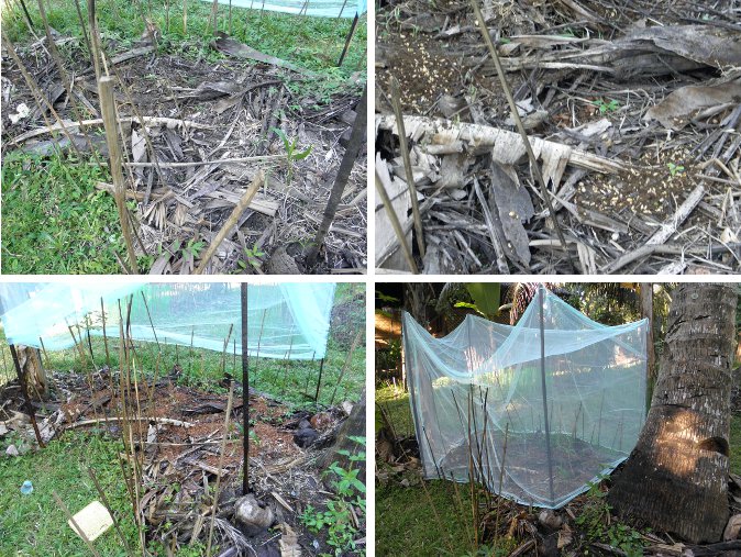 Images of preparing a mosquito net
        protected "compost area" mini-garden