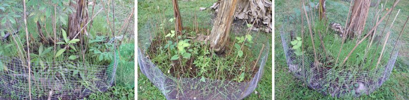 Images of three successful Anti-chicken compost
        gardens