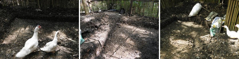 Ducks inspecting the newly dug Duck and
            Fish Pond