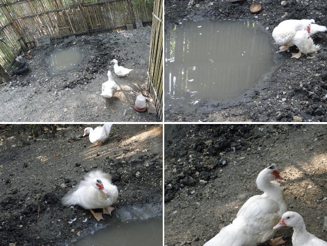 Images of Ducks enjoying improved pond
