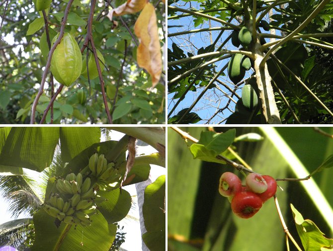 Images of tropical fruits growing in garden
