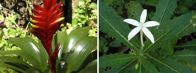 Images of two garden flowers