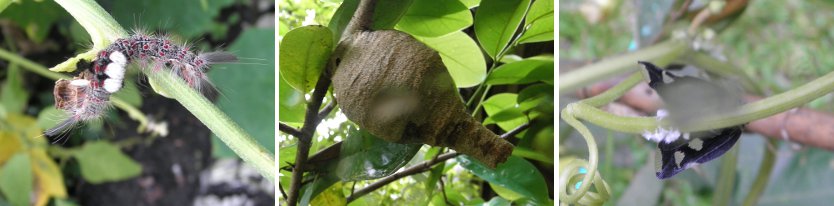 Images of
        caterpillar, Insect nest and moth with aphids -all found in the
        garden