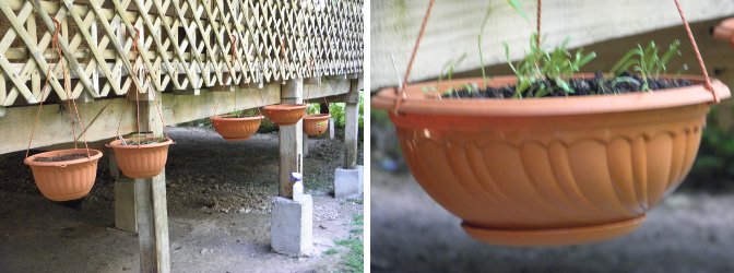 Images of hanging
        pots, both recently and earlier sown