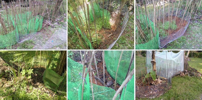 Images of Improvements to anti-chicken areas in
        Compost gardens