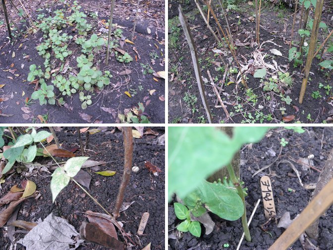 Images of existing garden patches before being
        planted with more beans