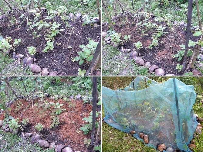 Images of newly
        weeded and seeded garden patch