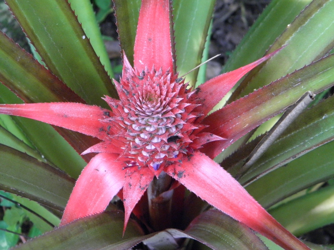 Image of baby Pineapple growing