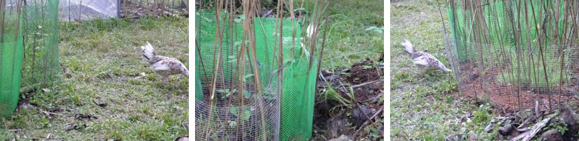 Images of Chicken
        foraging around the edges of anti-chicken fences