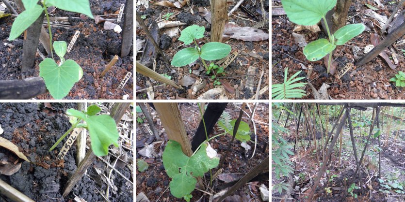 Images of plants growing in newly made climbing
        frame and vine patch