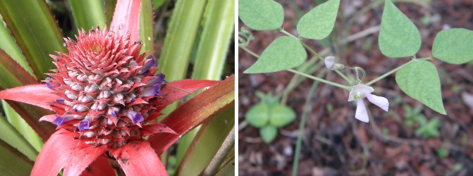 Images of Pineapple and Bean flowers