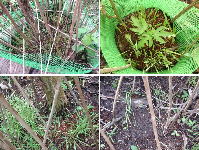 Images of crops growing (or not) within
            anti-chicken fence