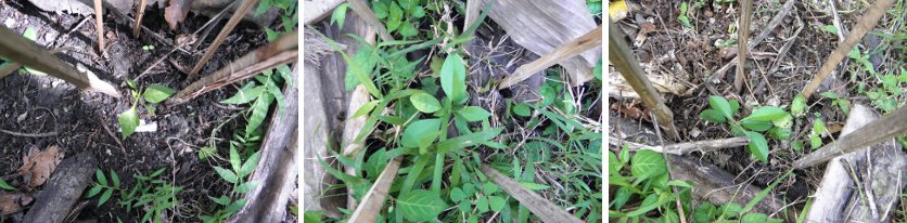 images of more
            Citrus transplants