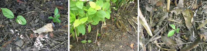 images of Citrus and Lanzones
            transplants