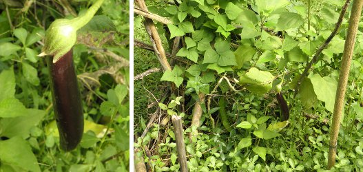 Images of Eggplant growing