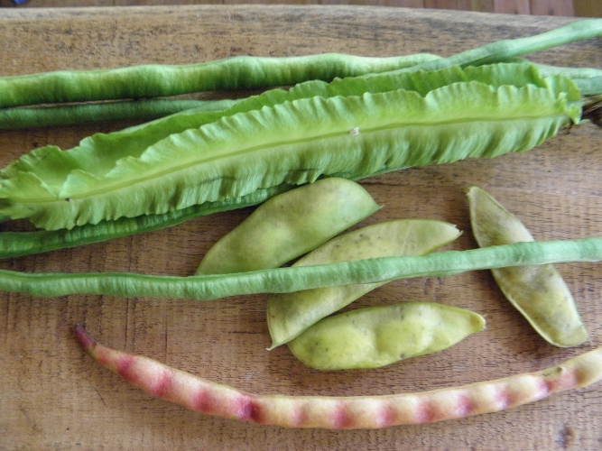 Beans picked 1st of januarary 2014