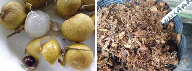 Images of
            longan