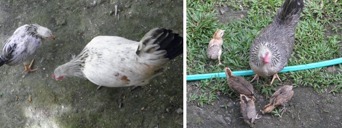 Images of Hens with Chicks